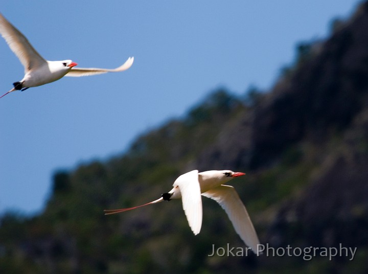 Lord Howe Island_20061211_109.jpg